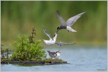 Trauerseeschwalbe (Chlidonias niger)