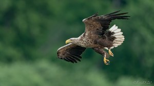 Der adulte Seeadler