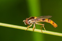 Gemeine Stiftschwebfliege....