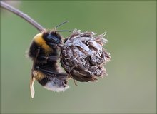 *Hummel am Schlafplatz*