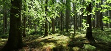 Im Wald