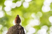 Der Gesang des Buchfinken