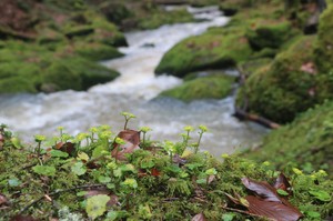 Wolfsmilch am Monbach