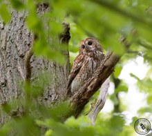 Waldkauz im Blätterdach