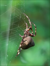 *Araneus grossus_2*