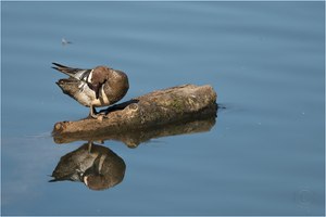 Knäkerpel (Spatula querquedula)