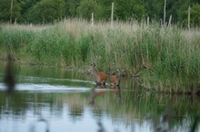 Im Biberteich