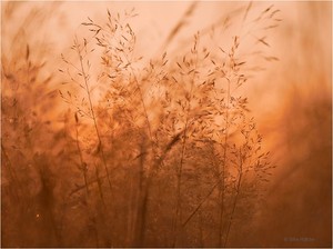 Gräser im Sonnenuntergang