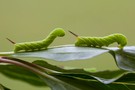 Jungraupen des Ligusterschwärmers