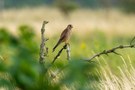 Turmfalke im Habit