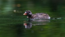 Juveniler Zwergtaucher beim vorüberschwimmen