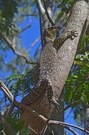 Buntwaran - Varanus varius