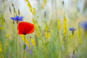 Klatschmohn und vieles mehr