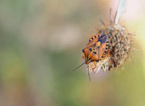 Carpocoris mediterraneus '20