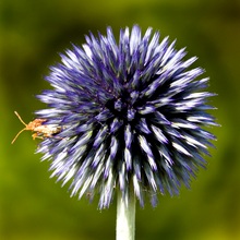 Die Kugeldistel..