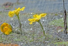 Zwei Blüten und eine Knospe...