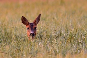 Reh im Kornfeld