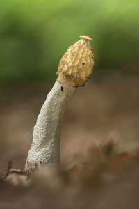 "Duftpilz"