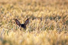 Abendliches Versteckspiel