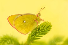 Hochmoor-Gelbling (Colias palaeno)