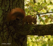 Eichhörnchen