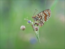 *Melitaea didyma*