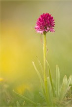 Rotes Kohlröschen (Gymnadenia rubra)