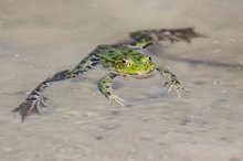 Teichfrosch