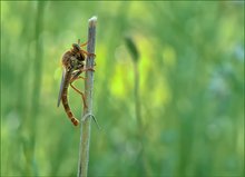 *Stenopogon Sabadus*