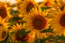 Sonnenblumenfeld
