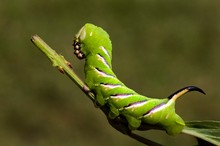 Ligusterschwärmer Raupe