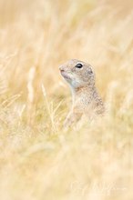 Europäische Ziesel (Spermophilus citellus)