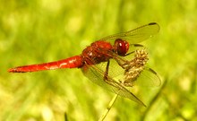 Nochmal eine Feuerlibelle !