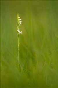 Sommer-Wendelähre (Spiranthes astivalis)