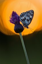 Schachbrettfalter im SU