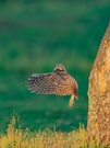 Athene noctua (aurum)