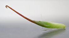 Kleine Klette – der Fruchtkörper hat eine Größe von 6 mm