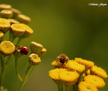Blütentreff