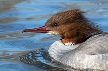 Gänsesäger,  Portrait