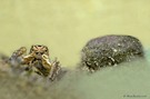 V- Springspinne ( Aelurillius v-insignitus)