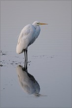 Silberreiher (Casmerodius albus)