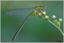 Große Pechlibelle (Ischnura elegans)