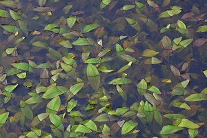 Stille im Heidetümpel