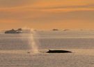 Finnwale-Grönland rauscht - wie entrauschen?