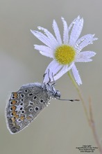 Hauchhechelbläuling (Polyommatus icarus)