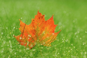 Herbst in Marbacka