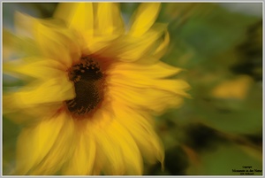 Abschied vom Sommer, Sonnenblume (Helianthus annuus)