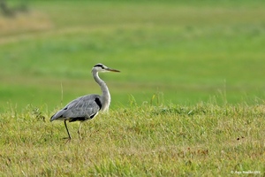 Jagdfieber