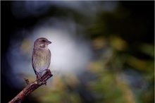 Grünfinkmädchen