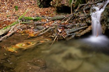 Herbstlaub im Kehrwasser